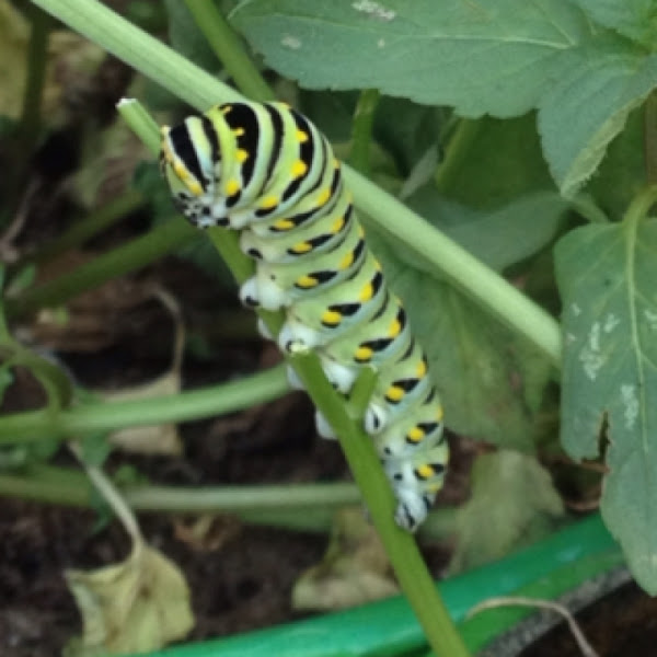 Parsley Worm, Eastern Black Swallowtail Caterpillar ...