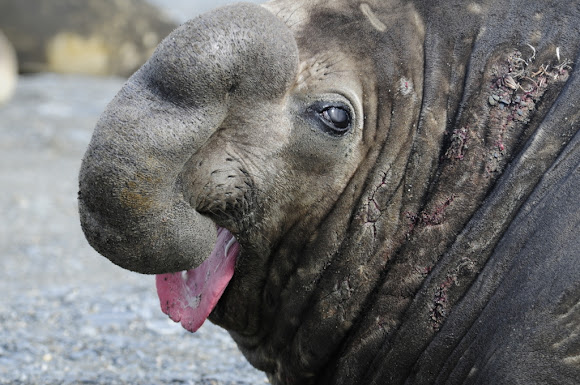 Southern Elephant Seal (male) | Project Noah