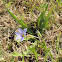 Blue-eyed grass