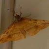 Erebid Moth
