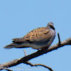 Turtle Dove; Tórtola Común