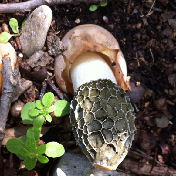 Stinkhorn mushroom Project Noah