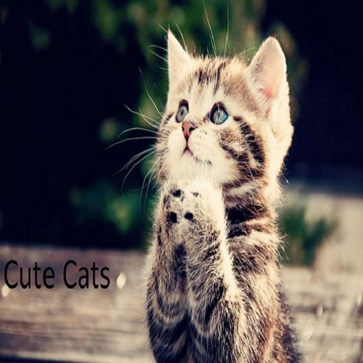 Cute Tom Cats Wallpapers 書籍 App LOGO-APP開箱王