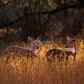 Golden Deer by Souvik Modak - Animals Other