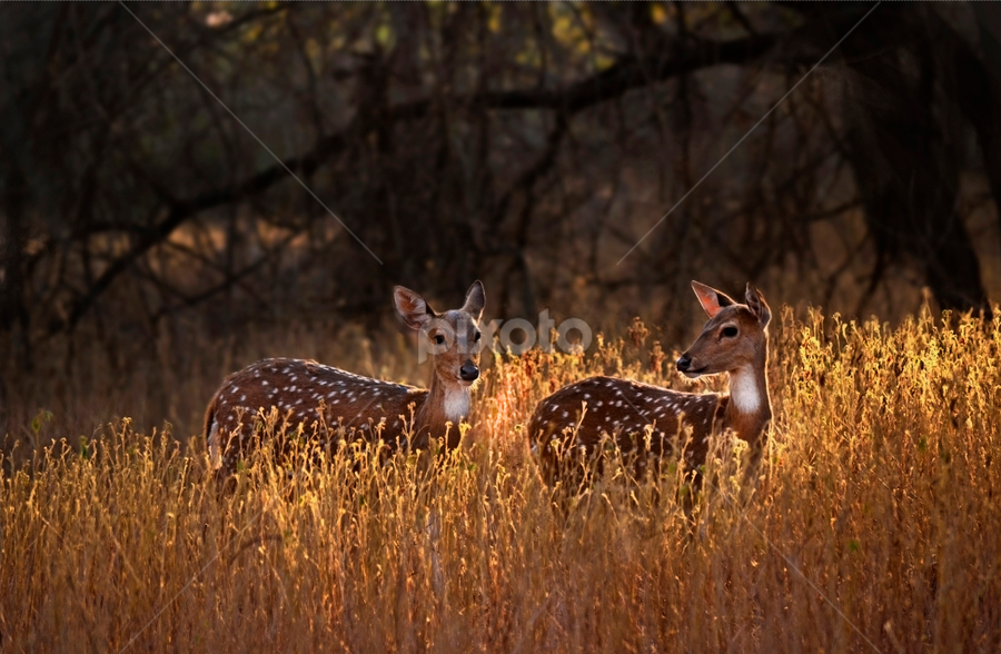 Golden Deer by Souvik Modak - Animals Other