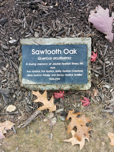Sawtooth Oak