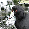 Colombian Coot