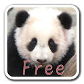PandaWall FREE -Live Wallpaper logo