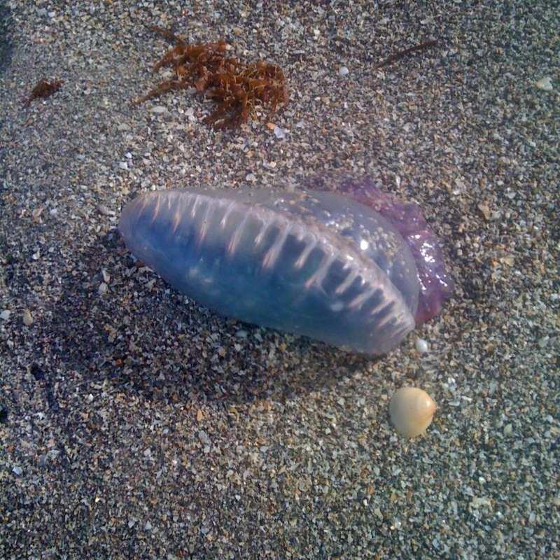 Portuguese Man o' War