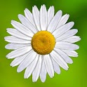 Daisy Wishes logo