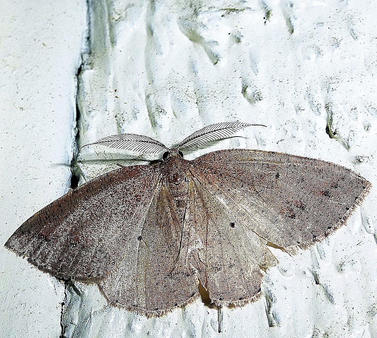 Geometrid Moth (Part 2)