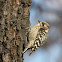 pygmy woodpecker