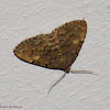 Common Idia moth