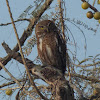 Asian Barred Owlet