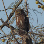 Asian Barred Owlet