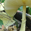 Flame Scalecap Mushroom