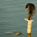 Large Cormorant