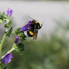 Caucasian Bee