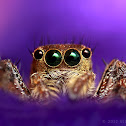 Jumping Spider (Common Housefly Catcher)