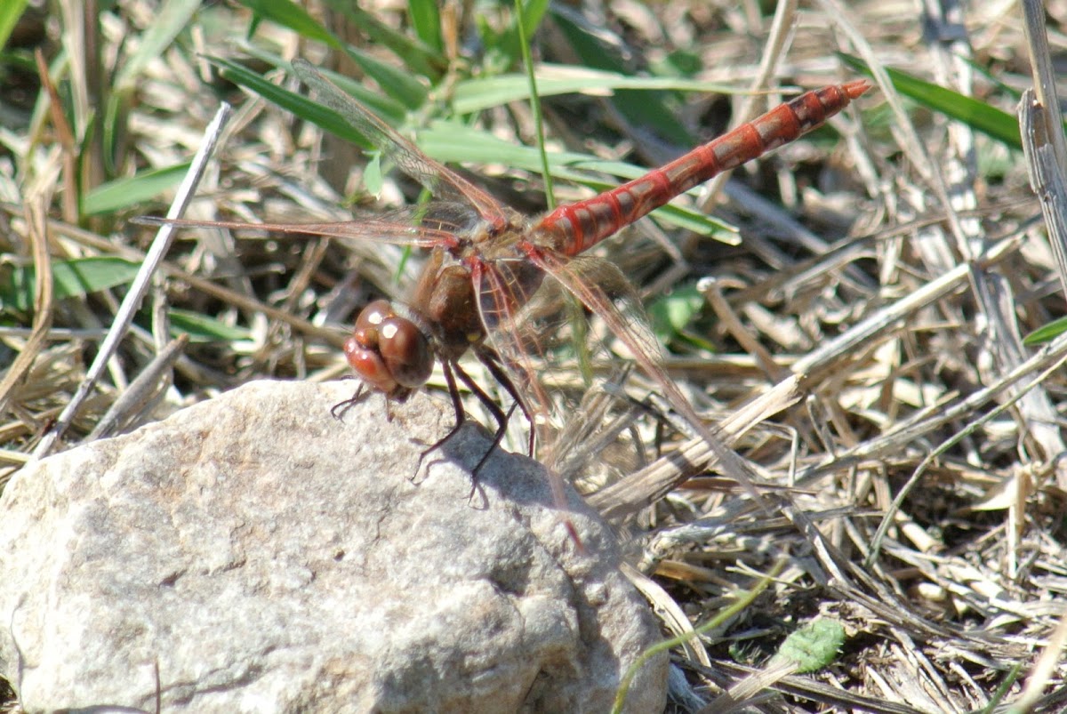 Variegated Meadowhawk Dragonfly (male)