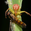 Northern Crab Spider