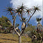 Tree Aloe/ Mikaalwyn