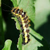 Smeared Dagger Moth Caterpillar