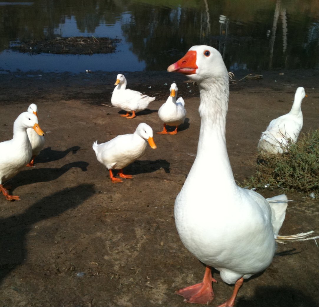 Domestic Goose and Ducks