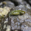 Mating Eelgrass Isopods