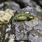 Mating Eelgrass Isopods