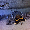 Yellow-banded Underwing