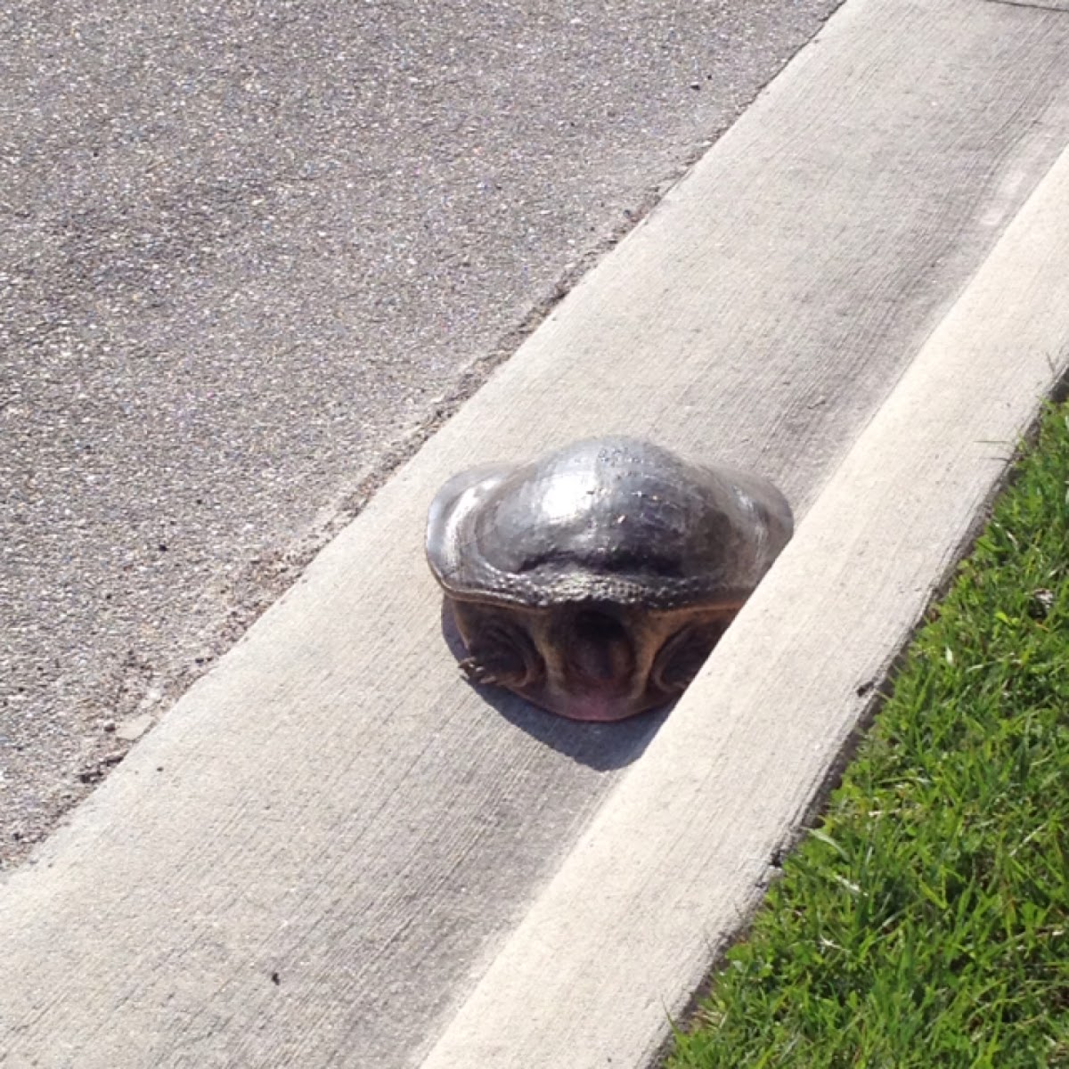 Florida soft shell turtle