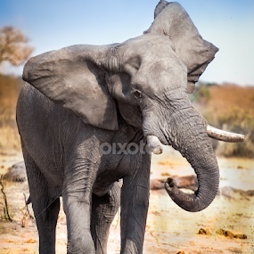 Angry elephant charges in African Savannah by Marjorie Speiser - Animals Other Mammals