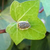 Cetonia velluda. Beetle