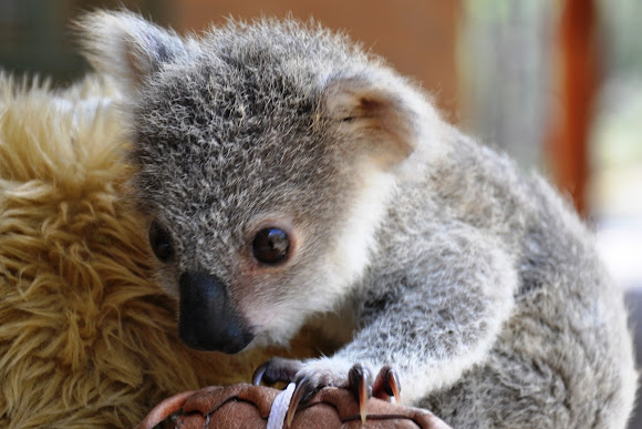 A Big Milestone for a Baby Koala at the Columbus Zoo