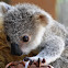 Koala (baby)