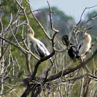 Anhinga