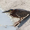 Green Heron