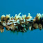 Zanzibar Whip Coral Shrimp