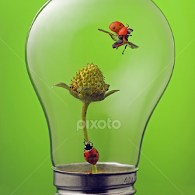 eco take off by William Lee - Artistic Objects Other Objects