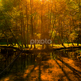 by Jadran Korać - Landscapes Forests