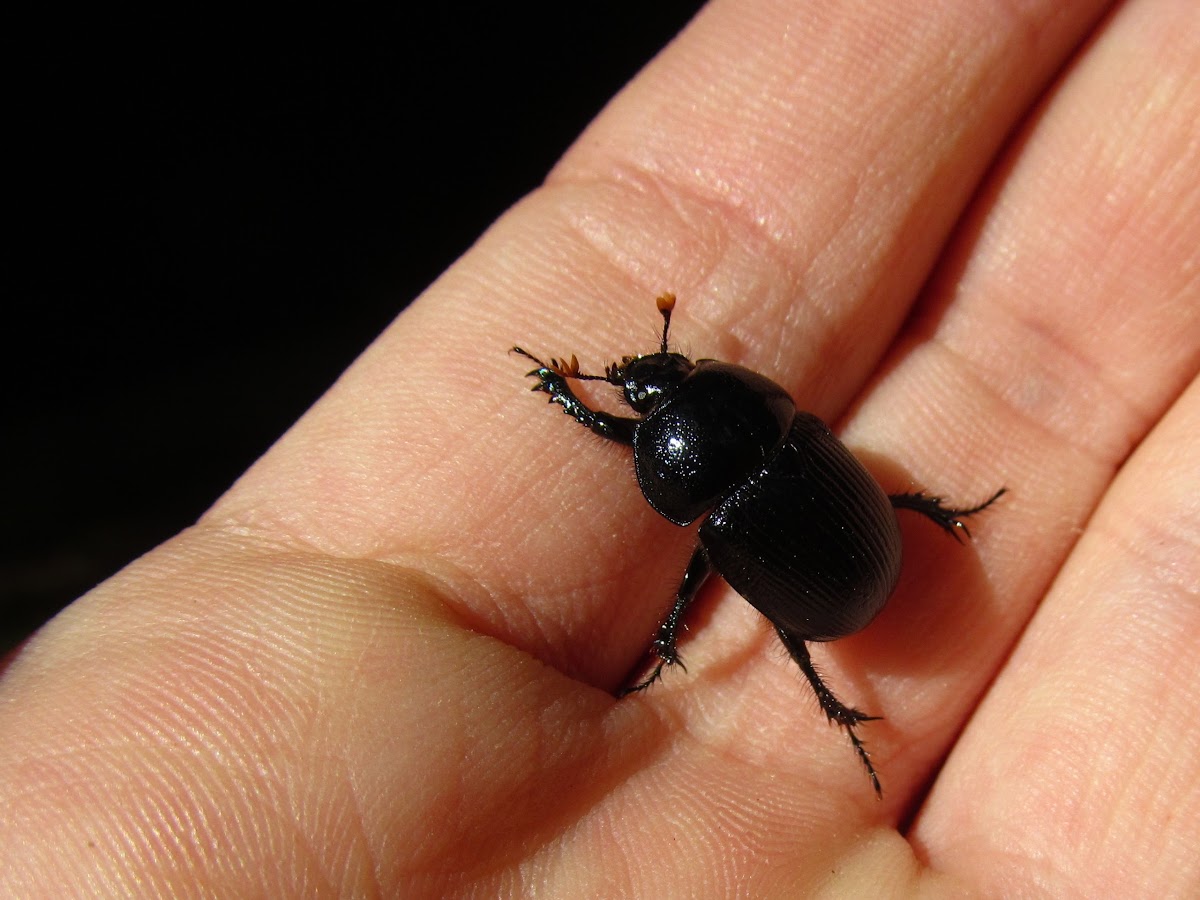 Blackburn's Earth-boring Beetle