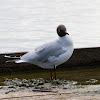 Black headed Gull