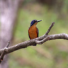 AZURE KINGFISHER