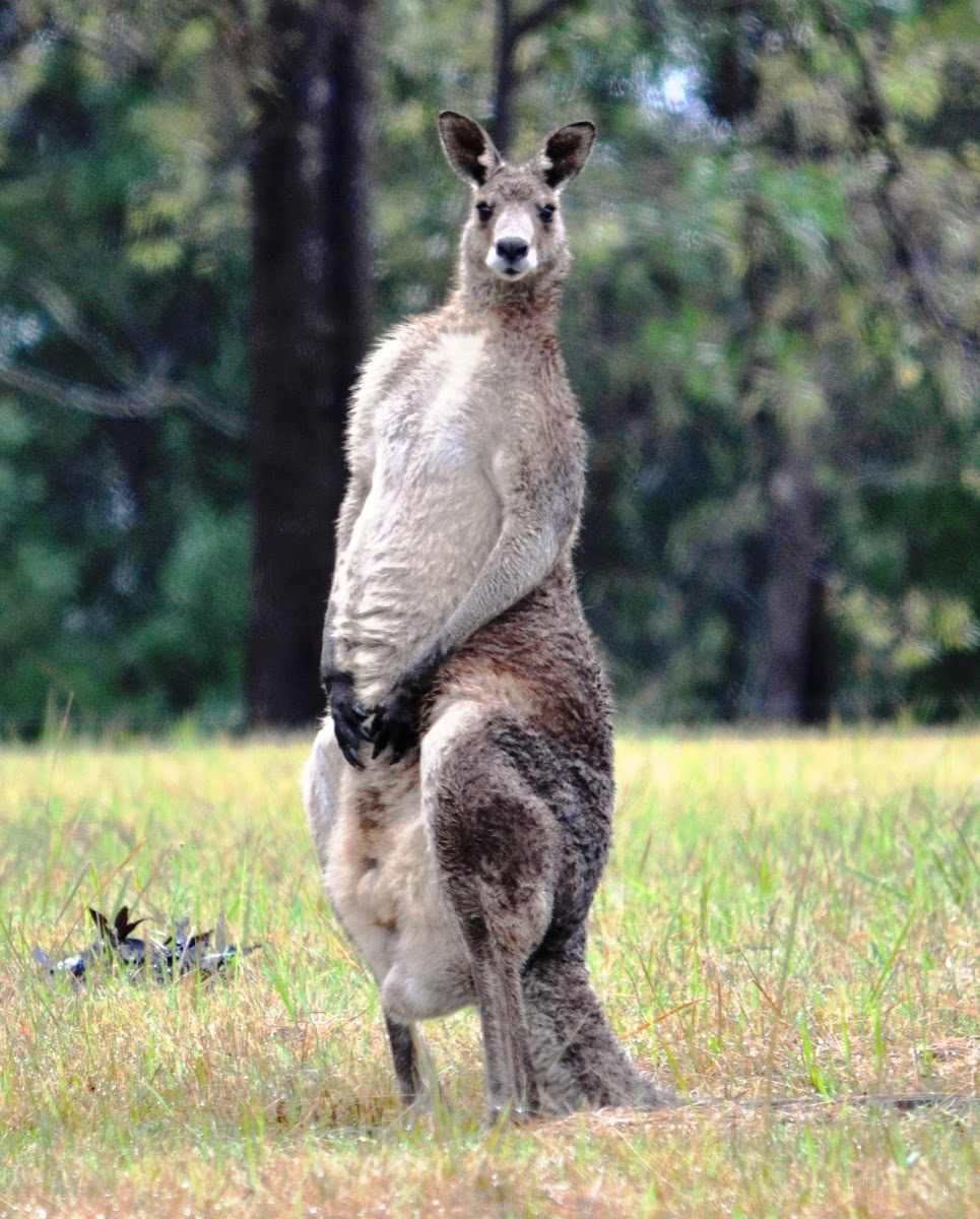 Eastern Grey Kangaroo (male)