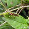 Braconid (Ichneumonid) wasp