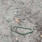 Green Garden Snake