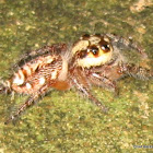 Hyllus Jumping Spider