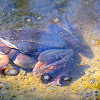 Wood Frogs (Amplexus)