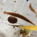 Predacious diving beetle larvae